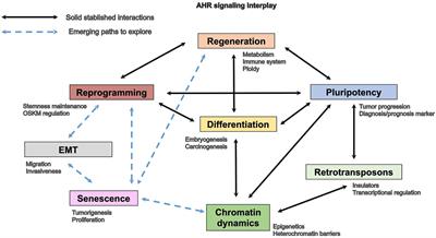 Aryl Hydrocarbon Receptor: From Homeostasis to Tumor Progression